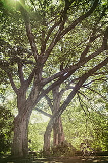 arbre de fulla verda, arbre, planta, tronc de l'arbre, tronc, naturalesa, creixement, cap gent, dia, parc, branca, a l'aire lliure, tranquil·litat, bellesa a la natura, terra, taula, parc - l'home va fer espai, gran, bosc, arquitectura, escena tranquil·la, 2K, CC0, domini públic, lliure de regalies
