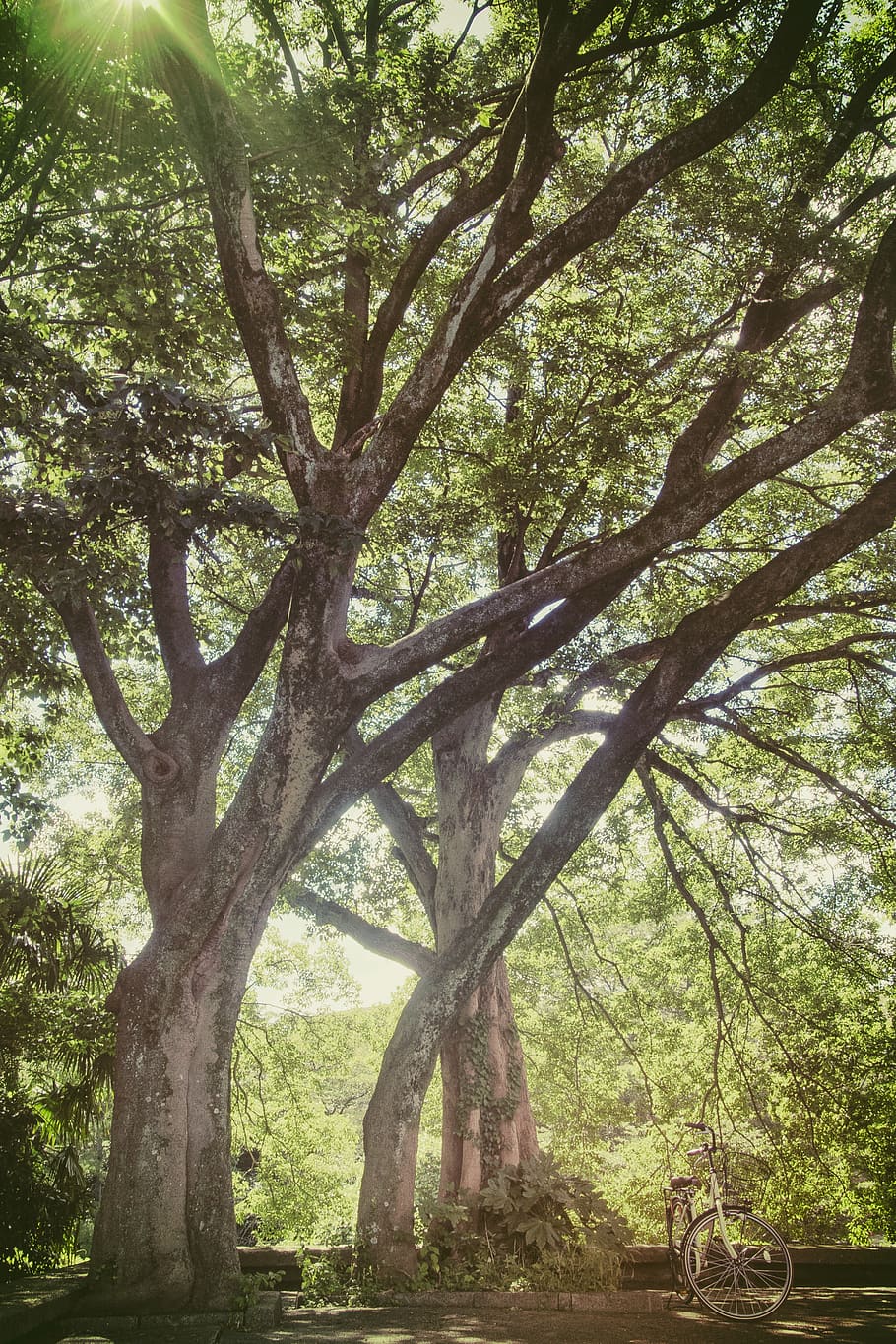 arbre de fulla verda, arbre, planta, tronc de l'arbre, tronc, naturalesa, creixement, cap gent, dia, parc, branca, a l'aire lliure, tranquil·litat, bellesa a la natura, terra, taula, parc - l'home va fer espai, gran, bosc, arquitectura, escena tranquil·la, 2K