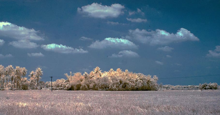 Indien, Chennai, 9, Pflanze, Himmel, Baum, wolke - himmel, Landschaft, Natur, Schönheit in der Natur, Ruhe, Umgebung, ruhige Szene, Szenen - Natur, Blume, Wachstum, keine Leute, Land, Feld, Frische, blühende Pflanze, blühen, Mandelbaum, draußen, Frühling, Kirschblüte, 2K