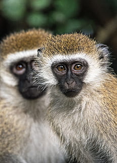 dos micos marrons, fauna animal, animals a la natura, primat, mamífer, grup d’animals, dos animals, vertebrats, centrar-se en primer pla, primer pla, retrat, cap gent, mirant la càmera, dia, mirant, família d’animals, ull d’animals, cura, 2K, CC0, domini públic, lliure de regalies