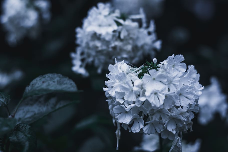 flower, nature, spring, tree, white, winter, snow, plant, blossom, frost, branch, ice, macro, green, blue, flora, season, cold, beauty, garden, leaf, cherry, bloom, flowering plant, fragility, growth, vulnerability, freshness, beauty in nature, petal, flower head, inflorescence, close-up, focus on foreground, white color, day, no people, outdoors, selective focus, botany, purple, bunch of flowers, 5K