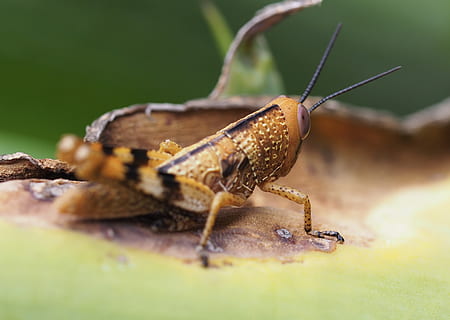 grasshopper, insect, macro, bug, nature, animal, alive, close-up, life, leaf, green, detail, wild, wildlife, wild animal, animal themes, animal wildlife, animals in the wild, one animal, invertebrate, selective focus, green color, no people, animal antenna, animal body part, day, plant part, plant, animal eye, 2K, CC0, public domain, royalty free