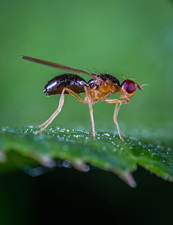 macro photo, robber, fly, green, leaf, bug, close-up, insect, little, macro, tiny, animal wildlife, animal, animals in the wild, animal themes, invertebrate, one animal, plant, plant part, water, no people, selective focus, green color, nature, drop, animal body part, day, animal wing, dew, 2K, CC0, public domain, royalty free