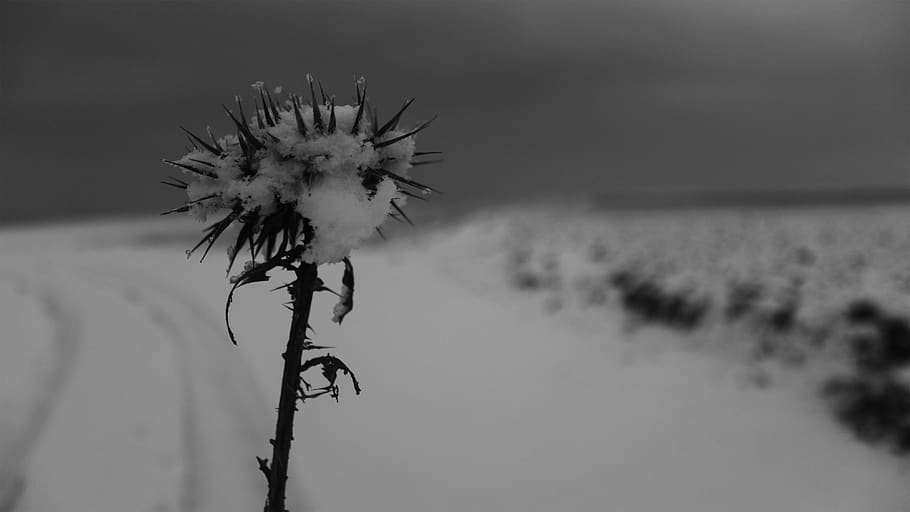 gall dindi, tekirdağ, flor, planta, planta amb flors, naturalesa, bellesa a la natura, centrar-se en primer pla, cap gent, vulnerabilitat, primer pla, fragilitat, creixement, dia, cel, tija de la planta, tranquil·litat, a l'aire lliure, inflorescència, frescor, cap de flor, terra, Planta esvaïda, llavor de dent de lleó, sepal, 4K