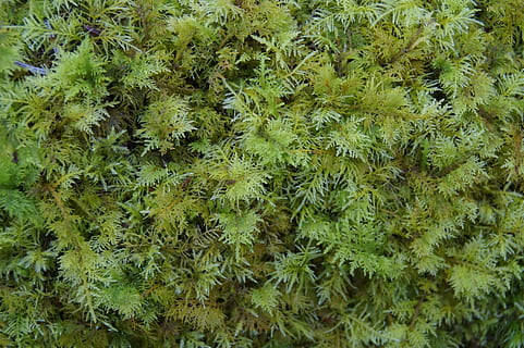 mușchi, verde, textură, structura, fundal, Podea de lemn, cu muşchi, natură, floră, umed, zonă umedă, Subteran, pădure, moale, plantă, creştere, Culoarea verde, cadru complet, frumusețe în natură, fundaluri, nici o persoana, zi, vedere în unghi mare, a închide, teren, în aer liber, frunze, parte a plantelor, prospeţime, abundenţă, liniște, copac, camp, ţepos, 2K, CC0, domeniu public, fără drepturi de autor