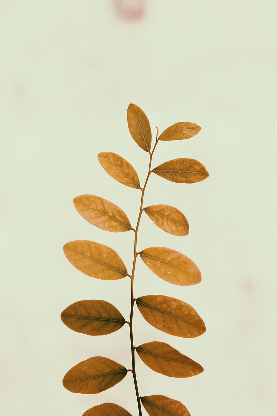 planta de fulles marrons, macro, planta, part de la planta, primer pla, full, cap gent, a l'interior, tir de l'estudi, natura morta, fons blanc, marró, naturalesa, sec, creativitat, art i artesania, còpia espai, centrar-se en primer pla, menjar i beguda, fulles, amor, forma del cor, 5K