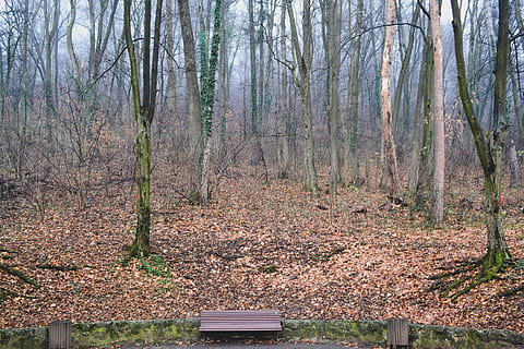 copaci, copac, natură, bancă, lemn, verde, minim, toamnă, brasov, parc, pădure, teren, plantă, trunchi de copac, liniște, nici o persoana, trompă, zi, scaun, creştere, lemn - material, frumusețe în natură, o scenă liniștită, în aer liber, Schimbare, 4K, CC0, domeniu public, fără drepturi de autor