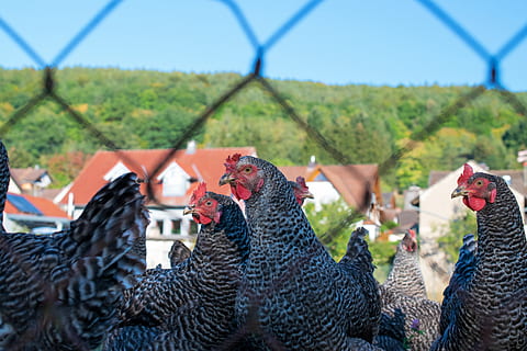 kuřat, drůbež, velikonoční, cockscomb, šedé slepice, makro, Hřeben, zblízka, účtovat, zvířecí portrét, slepice, rozsah, hospodářských zvířat, pták, venkovní, Pírko, zvíře, zemědělství, Příroda, živočišného světa, zvířat, domácí zvířata, skupina zvířat, kuře - pták, savec, domácí, domácí mazlíčci, kuře, hospodařit, obratlovců, krajina, samčí zvíře, nikdo, den, venku, 5K, CC0, veřejná doména, bez autorských práv