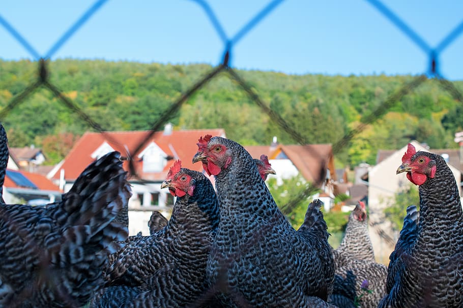kuřat, drůbež, velikonoční, cockscomb, šedé slepice, makro, Hřeben, zblízka, účtovat, zvířecí portrét, slepice, rozsah, hospodářských zvířat, pták, venkovní, Pírko, zvíře, zemědělství, Příroda, živočišného světa, zvířat, domácí zvířata, skupina zvířat, kuře - pták, savec, domácí, domácí mazlíčci, kuře, hospodařit, obratlovců, krajina, samčí zvíře, nikdo, den, venku, 5K