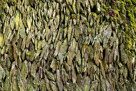 Skála, struktura, povrch, Pozadí, geologie, schroff, celý rám, strom, rostlina, texturou, nikdo, kufr, den, kmen stromu, Příroda, detail, růst, venku, mech, hrubý, dřevo - materiál, zelená barva, hojnost, vzor, přírodní vzor, kůra, 2K, CC0, veřejná doména, bez autorských práv