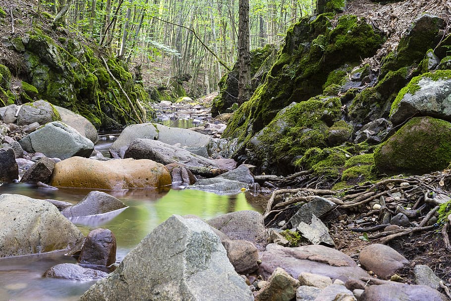 gris, roques, fotografia de paisatge fluvial, flux, bosc, paisatge, molsa, roques molses, moviment, naturalesa, pedres, corrent, arbres, aigua, boscos, rock, sòlid, rock - object, bellesa a la natura, arbre, aigua que flueix, planta, escenics - natura, terra, dia, descàrrega, rierol: aigua que flueix, creixement, que flueix, cap gent, a l'aire lliure, 2K