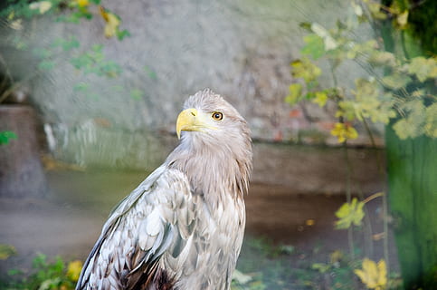 selective, focus photography, white, gray, hawk, animal, eag, eagle, animal themes, one animal, vertebrate, bird, animals in the wild, animal wildlife, bird of prey, focus on foreground, day, no people, close-up, nature, looking, outdoors, looking away, animal body part, yellow, plant, animal head, profile view, 4K, CC0, public domain, royalty free