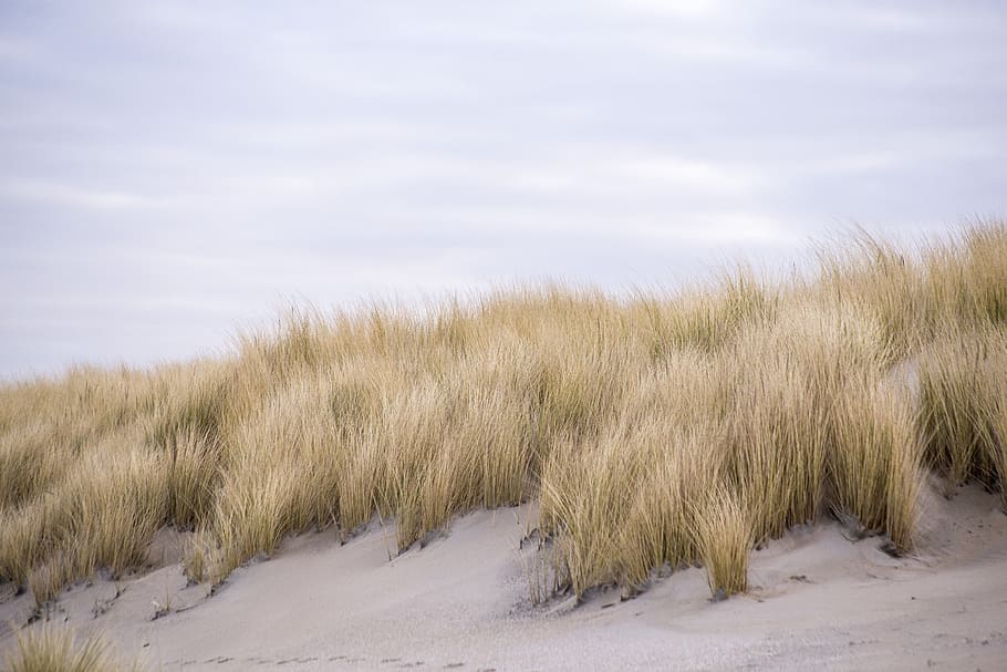 verd, herba, ennuvolat, cel, núvols, sec, duna, dunes, medi ambient, camp, paisatge, herba de marram, naturalesa, sorra, escènic, estiu, hivern, neu, temperatura de fred, terra, tranquil·litat, bellesa a la natura, escenics - natura, cap gent, escena tranquil·la, planta, núvol - cel, dia, a l'aire lliure, 5K