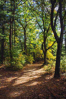 Sonnenlicht, Vorbeigehen, durch Bäume, Schotterstraße, Kies, Straße, Vereinigte Staaten, Medford, Middlesex fällt, Pflanze, Flora, Vegetation, draußen, Natur, Land, Baum, Wald, Pfad, Urwald, Wachstum, Ruhe, Schönheit in der Natur, Baumstamm, Kofferraum, Richtung, keine Leute, der Weg nach vorn, ruhige Szene, Tag, Nicht-städtische Szene, Szenen - Natur, Weg, 4K, CC0, gemeinfrei, lizenzfrei