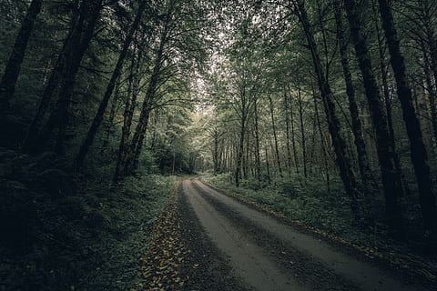 droga brudu, drzewa, żwir, Droga, droga polna, ścieżka, Natura, wylądować, las, flora, wegetacja, drzewo, roślina, na dworze, drzewo iglaste, kierunek, droga naprzód, transport, spokój, malejąca perspektywa, spokojna scena, piękno natury, bagażnik samochodowy, pnia drzewa, żadnych ludzi, wzrost, lesisty teren, scena pozamiejska, Znikający punkt, treelined, 5K, CC0, domena publiczna, darmowe zdjęcia