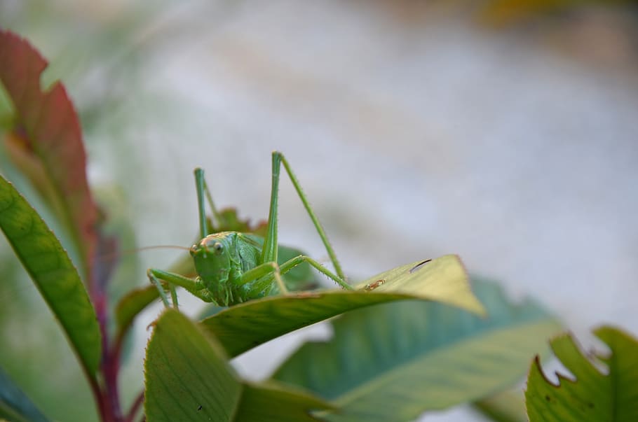 naturalesa, error, Llagosta, gran, verd, llagostes, sabelsprinkhaan, part de la planta, full, color verd, insecte, primer pla, invertebrat, animals a la natura, fauna animal, enfocament selectiu, temes d'animals, animal, un animal, planta, creixement, dia, cap gent, Mantis religiosa, centrar-se en primer pla, a l'aire lliure, 4K