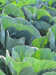 Australien, mount whitestone, mønster, struktur, baggrundsbelysning, grøntsag, grøn, natur, kål, plante, blad, plante del, grøn farve, vækst, ingen mennesker, fuld ramme, sund kost, mad og drikke, landbrug, skønhed i naturen, baggrunde, mad, dag, bladvenen, Mark, tæt på, udendørs, blade, 4K, CC0, offentligt domæne, royaltyfrie
