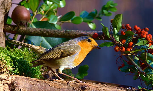 Robin, pájaro, rojo, bosque, baya, naturaleza, ojo, pico, pequeña, vertebrado, temas de animales, animal, un animal, fauna animal, animales en la naturaleza, planta, posado, centrarse en primer plano, día, de cerca, hoja, nadie, parte de la planta, belleza en la naturaleza, árbol, rama, 4K, CC0, dominio público, libre de derechos