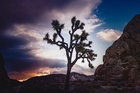grünblättriger Baum, tagsüber, Baum, Pflanze, Baumstamm, Kalifornien, Joshua Tree, Natur, Dämmerung, Himmel, Sonnenuntergang, Hintergrund, Reise, erkunden, Berg, Nationalpark, Tapete, hd Hintergrund, Landschaft, HD Wallpaper, Wolken, wolke - himmel, Schönheit in der Natur, ruhige Szene, Szenen - Natur, Ruhe, Rock, Nicht-städtische Szene, keine Leute, Rock - Objekt, Felsformation, solide, Umgebung, Flachwinkelansicht, idyllisch, draußen, Formation, 2K, CC0, gemeinfrei, lizenzfrei