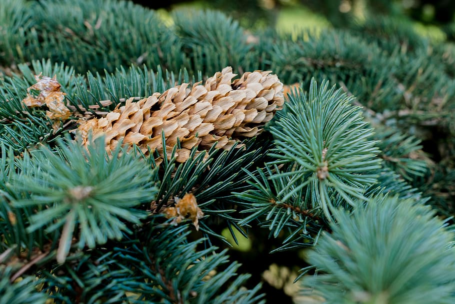 Kiefer, Kiefern, Blatt, Blätter, Baum, Bäume, Wald, Grün, Natur, Naturbaum, wunderschönen, Pflanze, Wachstum, grüne Farbe, Nahansicht, Tag, Nadelbaum, keine Leute, Tannenzapfen, Schönheit in der Natur, Pflanzenteil, selektiver Fokus, Nadel - Pflanzenteil, Fokus auf den Vordergrund, Pinaceae, Ast, draußen, Tannenbaum, 5K
