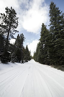 grønn, leaved trees, snø, skyer, kald, dagslys, dagtid, miljø, skog, frost, frossen, is, landskap, natur, vei, scenisk, årstid, snowy, trær, vær, vinter, skogen, tre, anlegg, kaldtemperatur, veien forover, retning, himmel, transport, sky - himmel, skjønnhet i naturen, hvit farge, ingen folk, naturskjønnhet - natur, vekst, rolig scene, ro, synkende perspektiv, utendørs, nåletre, 5K, CC0, offentlig domene, opphavsrett gratis
