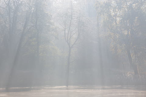 ประเทศเยอรมัน, กรุงเบอร์ลิน, แสงไฟ, แบ็คไลท์, backlit, contre Jour-, ตก, ป่า, น้ำค้างแข็ง, Grunewald, ตอนเช้า, บ่อน้ำ, ภาพเงา, แสงแดด, ต้นไม้, ทะเลสาป, ฤดูใบไม้ร่วง, หมอก, ปลูก, ความงามในธรรมชาติ, ความเงียบสงบ, ธรรมชาติ, ที่ดิน, ไม่มีคน, Scenics - ธรรมชาติ, การเจริญเติบโต, วัน, ฉากที่เงียบสงบ, ฉากที่ไม่ใช่ในเมือง, ป่าไม้, ลำต้น, ลำต้นของต้นไม้, กลางแจ้ง, สตรีมมิ่ง, หิมะตก, 5K, CC0, โดเมนสาธารณะ, ค่าลิขสิทธิ์ฟรี