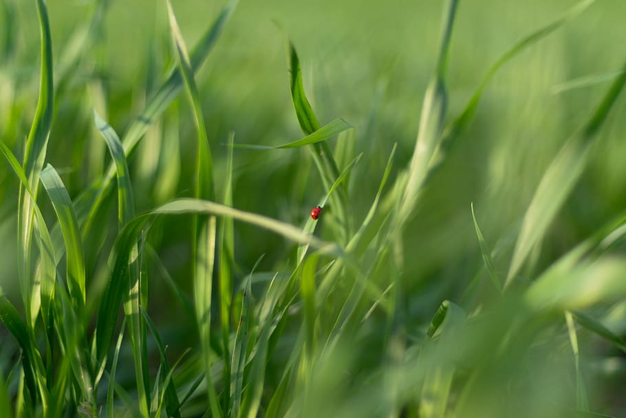 coccinella, verde, erba, colore verde, pianta, natura, un animale, messa a fuoco selettiva, agricoltura, crescita, temi animali, terra, animale, campo, fauna selvatica, nessuno, raccolto, animali allo stato selvatico, bellezza nella natura, giorno, Grano, all'aperto, filo d'erba, 4K