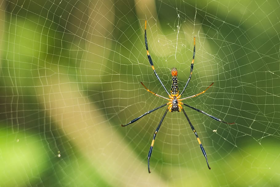 aranya groga, animal, aràcnids, primer pla, teranyina, macro, aranya, web de l'aranya, web, temes d'animals, artròpode, fragilitat, invertebrat, fauna animal, animals a la natura, insecte, un animal, vulnerabilitat, part del cos dels animals, supervivència, centrar-se en primer pla, cames d’animal, cap gent, a l'aire lliure, complexitat, lluminositat, 4K