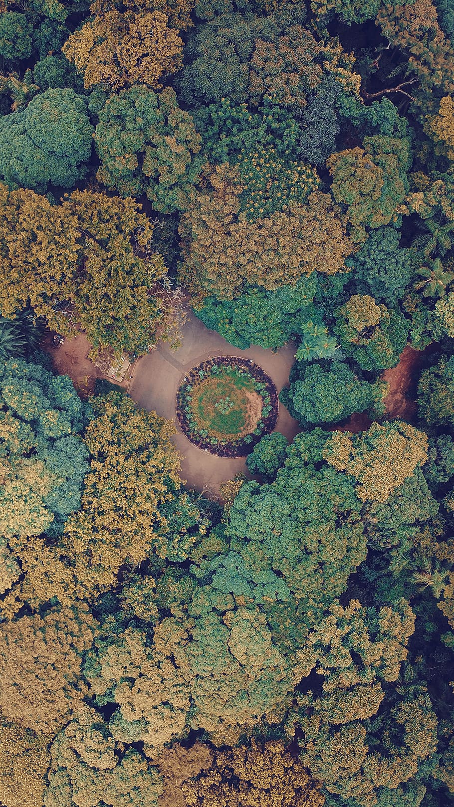 vista aèria dels arbres, planta, vegetació, arbust, molsa, a l'aire lliure, naturalesa, algues, catifa, oceà, animal, la vida marina, mar, escull, aigua, invertebrat, esponja animal, Escull de corall, vegetals, menjar, col, color verd, vista d’angle alt, dia, creixement, bellesa a la natura, cap gent, rock, part de la planta, full, marc complet, terra, forma del cor, sòlid, tranquil·litat, llac, 4K