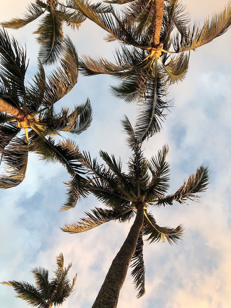 palmeres verdes, arbre, planta, Palmera, arecaceae, abies, avet, conífera, animal, ocell, pi, picea, asfalt, flamarada, llum, estiu, làrix, barana, tronc de l'arbre, clima tropical, cel, núvol - cel, creixement, vista d’angle baix, naturalesa, cap gent, tranquil·litat, tronc, bellesa a la natura, dia, a l'aire lliure, palmera de coco, escenics - natura, fulla de palma, alta - alta, arbre tropical, 4K