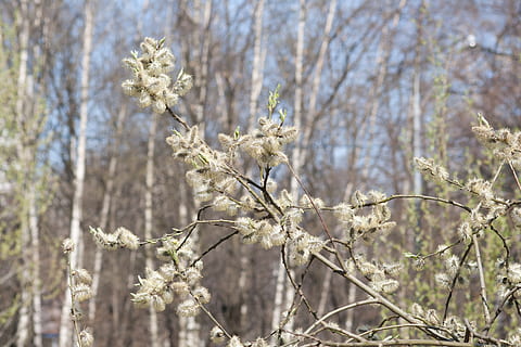 forår, pil, flor, grene, træer, natur, pollen, Skov, himmel, træ, naturlig, mis-pil, plante, blomst, blomstrende plante, skønhed i naturen, fokus på forgrunden, dag, skrøbelighed, vækst, ingen mennesker, afdeling, sårbarhed, blomstre, friskhed, tæt på, udendørs, hvid farve, ro, 4K, CC0, offentligt domæne, royaltyfrie
