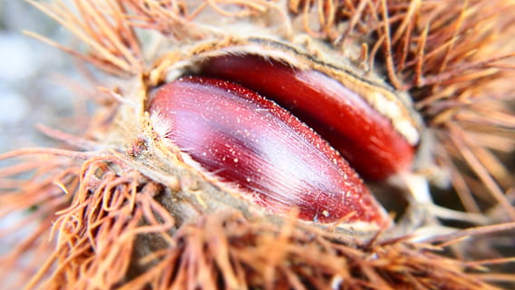 Castagna, avvicinamento, nessuno, messa a fuoco selettiva, natura, cibo e bevande, giorno, pianta, temi animali, fauna selvatica, animale, animali allo stato selvatico, cibo, rosso, bellezza nella natura, un animale, all'aperto, invertebrato, terra, freschezza, fotogramma intero, 4K, CC0, dominio pubblico, privo di copyright