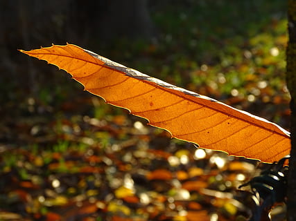 leaf, chestnut, fall, nature, light, orange, plant part, close-up, autumn, no people, focus on foreground, day, plant, orange color, outdoors, sunlight, water, change, protection, growth, selective focus, tree, animal wing, leaves, purity, 5K, CC0, public domain, royalty free