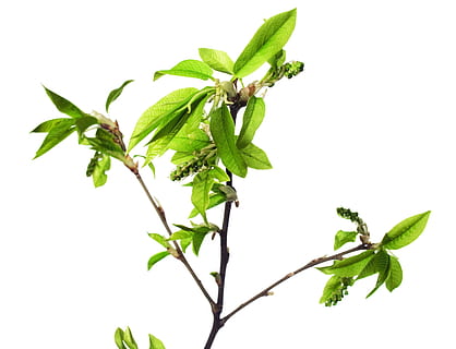 afdeling, træ, blad, grøn, hvid, plante, isolerede, vækst, natur, forår, Kvist, knop, spirende, blomstre, spire, ny, stilk, tæt på, lille, spray, løv, Brun, sæson-, botanisk, voksende, burst, flor, skyde, Kirsebærtræ, vegetation, makro, sæson, flora, kirsebær, ung, have, løvet, urt, frisk, detalje, delikat, friskhed, plante del, grøn farve, hvid baggrund, medicin, skåret ud, mad og drikke, studio skud, ingen mennesker, mad, urtemedicin, skønhed i naturen, plantestamme, indendørs, sundhedspleje og medicin, 2K, CC0, offentligt domæne, royaltyfrie