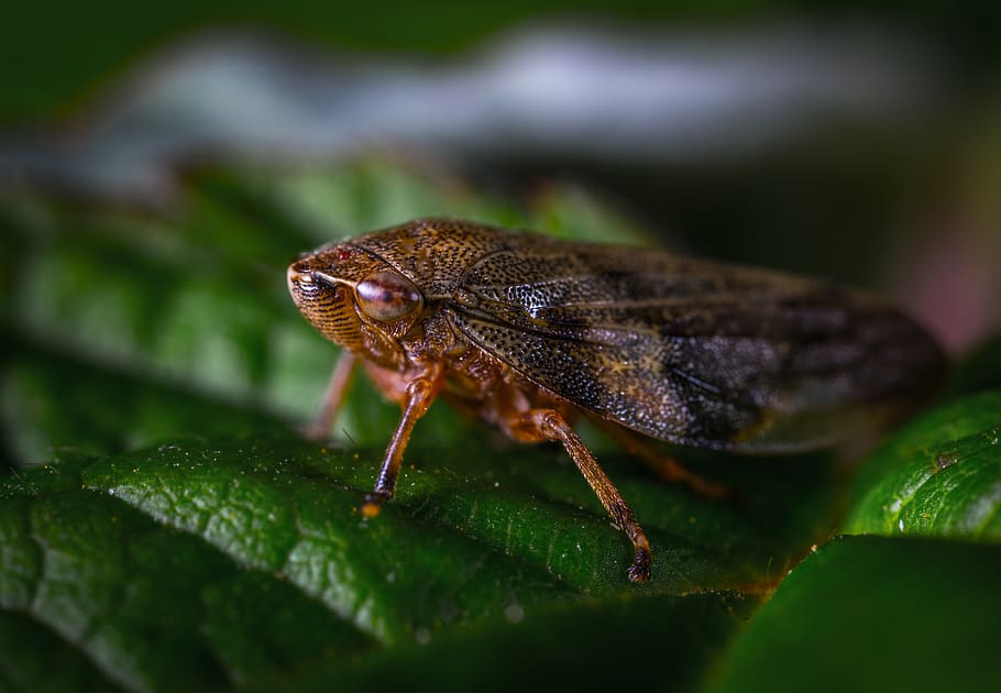 detailní fotografie, hmyz, brouk, Chyba, detail, málo, makro, zvířat, list, rostlinné části, jednoho zvířete, zvířata ve volné přírodě, zvíře, selektivní zaměření, zelená barva, nikdo, bezobratlý, Příroda, den, rostlina, venku, část těla zvířete, zoologie, členovců, 5K