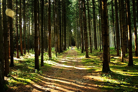 floresta, arvores, caminho da floresta, natureza, luz solar, sombra, árvore, terra, plantar, tronco de árvore, tronco, crescimento, direção, o caminho a seguir, tranquilidade, cena tranquila, beleza na natureza, trilha, dia, ninguém, scenics - natureza, ao ar livre, Treelined, bambu - planta, 4K, CC0, domínio público, royalty free