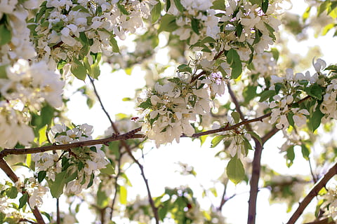 las flores, abeja, polen, árbol, hojas, ligero, primavera, flor blanca, arbusto, planta, planta floreciendo, flor, belleza en la naturaleza, crecimiento, frescura, fragilidad, vulnerabilidad, rama, vista de ángulo bajo, naturaleza, día, de cerca, el color blanco, nadie, centrarse en primer plano, pétalo, al aire libre, cabeza de flor, flor de cerezo, Cerezo, 5K, CC0, dominio público, libre de derechos
