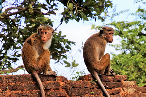 para, maimuţă, primate, natură, maimuțe diferite, păros, la curtea din, fermecător, animale, copac, junglă, sta, mamifere, curiozitate, blană, sri lanka, lene, uite, coadă, a închide, lacul de Jos, Exotica, sălbatic, mamifer, animale tematice, grup de animale, arhiepiscop, animal, două animale, animale vertebrate, animale sălbatice, animale în sălbăticie, vedere unghiulară joasă, plantă, să se concentreze asupra primelor elemente, nici o persoana, zi, ședință, cer, maro, în aer liber, familie de animale, 5K, CC0, domeniu public, fără drepturi de autor
