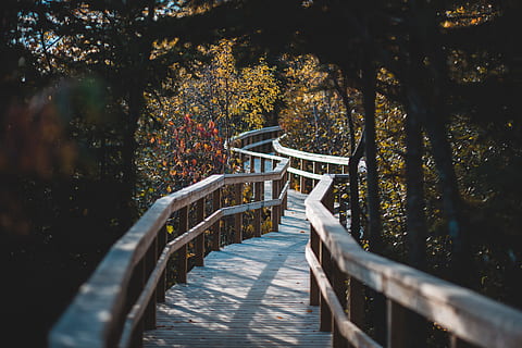 bridge between trees, path, tree, railing, forest, woodland, perspective, journey, wooden, autumn, fall, outdoors, nature, sunset, sun, east coast, canada, colour, trail, leafe, pathway, plant, water, footbridge, bridge, day, connection, beauty in nature, tranquility, no people, the way forward, direction, footpath, sunlight, wood - material, tranquil scene, change, bridge - man made structure, autumn collection, 5K, CC0, public domain, royalty free