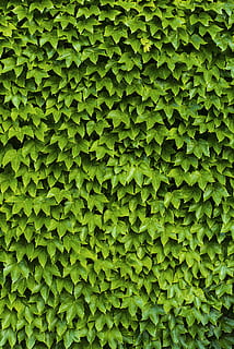 frunze verzi, verde, frunze, textură, suprafaţă, repetiţie, asoggetti, frunziş, verdeaţă, alessio soggetti, fundaluri, natură, Culoarea verde, model, plantă, texturată, creştere, abstract, în aer liber, mediu inconjurator, a închide, montare pe perete, vară, copac, prospeţime, luxuriant frunziș, botanică, pădure, 5K, CC0, domeniu public, fără drepturi de autor