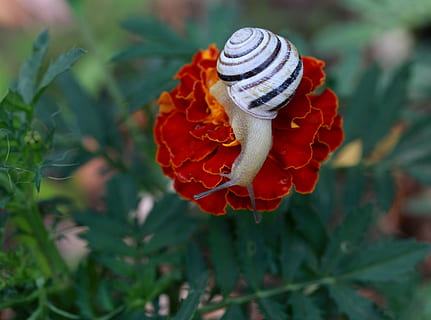 Caracol, flor, vermelho, Concha, natureza, suprimentos, beleza na natureza, plantar, fechar-se, crescimento, planta com flores, pétala, fragilidade, vulnerabilidade, frescura, focar em primeiro plano, cabeça de flor, dia, inflorescência, ninguém, animal, animais selvagens, ao ar livre, laranja, 4K, CC0, domínio público, royalty free