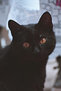 svart katt, dyr, dyreportrett, katt, innenlands, husdyr, ser, pattedyr, kjæledyr, huskatt, dyre temaer, feline, ett dyr, virveldyr, ser på kameraet, portrett, nærbilde, ingen folk, svart farge, fokusere på forgrunnen, dyr kroppsdel, værhår, innendørs, dyr hode, dyr øye, gule øyne, snute, 5K, CC0, offentlig domene, opphavsrett gratis