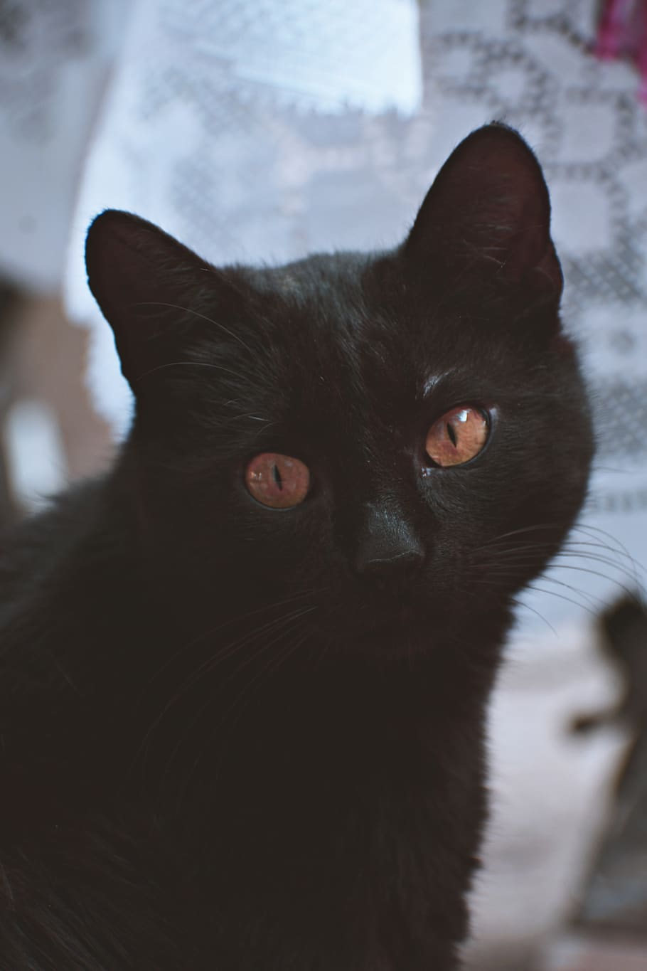 sort kat, dyr, dyreportræt, kat, indenlandske, husdyr, leder, pattedyr, kæledyr, indenlandske kat, dyre temaer, feline, et dyr, hvirveldyr, kigger på kameraet, portræt, tæt på, ingen mennesker, sort farve, fokus på forgrunden, dyr kropsdel, bakkenbart, indendørs, dyr hoved, dyr øje, gule øjne, snude, 5K