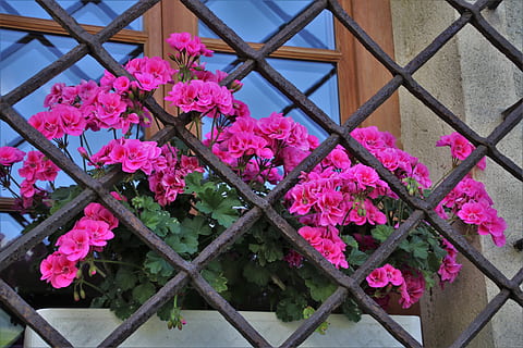 window sill, grating, geraniums, pattern, stone, rust, window, decorative, harsh, old, structure, figure, surface, building, pane, old windows, flowers, summer, the background, metal, forged, flowering plant, flower, plant, pink color, freshness, vulnerability, fragility, growth, beauty in nature, petal, nature, day, no people, close-up, flower head, botany, outdoors, inflorescence, springtime, architecture, purple, bunch of flowers, flower pot, 5K, CC0, public domain, royalty free