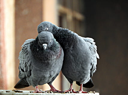 two gray pigeons, animal themes, bird, animal, vertebrate, animal wildlife, animals in the wild, perching, group of animals, focus on foreground, close-up, day, parrot, no people, two animals, outdoors, beak, full length, animals in captivity, nature, 5K, CC0, public domain, royalty free