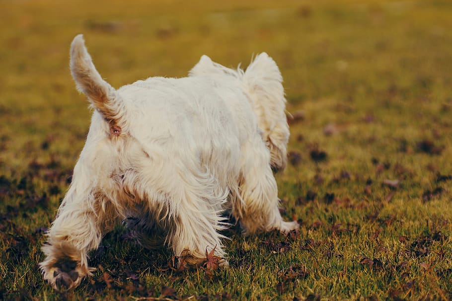gos blanc, mascota, mamífer, animal, gos, caní, Xina, 292 ye hui lu, qingpu qu, terrier, spaniel, cocker spaniel, corretja, cadell, Golden Retriever, manx, gat, papillon, cabra, nacional, mascotes, animals domèstics, un animal, temes d'animals, vertebrats, terra, camp, cap gent, Color blanc, naturalesa, herba, planta, cabell, dia, pèl d’animals, 4K