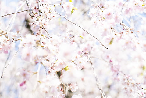 pohon berbunga putih, menanam, bunga, mekar, bunga sakura, Kyoto, Jepang, putih, berwarna merah muda, daun bunga, musim semi, serbuk sari, peony, tambahan, kacamata, aksesoris, festival, orang banyak, mengajukan, halaman web, crocus, kesegaran, kerapuhan, kerentanan, tanaman berbunga, cabang, keindahan di alam, pohon, pertumbuhan, warna merah jambu, alam, merapatkan, hari, tidak ada orang, tampilan sudut rendah, ranting, pohon ceri, di luar rumah, kepala bunga, 4K, CC0, domain publik, bebas royalti