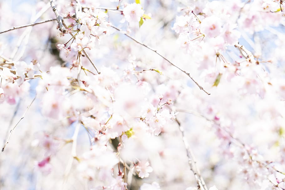 pohon berbunga putih, menanam, bunga, mekar, bunga sakura, Kyoto, Jepang, putih, berwarna merah muda, daun bunga, musim semi, serbuk sari, peony, tambahan, kacamata, aksesoris, festival, orang banyak, mengajukan, halaman web, crocus, kesegaran, kerapuhan, kerentanan, tanaman berbunga, cabang, keindahan di alam, pohon, pertumbuhan, warna merah jambu, alam, merapatkan, hari, tidak ada orang, tampilan sudut rendah, ranting, pohon ceri, di luar rumah, kepala bunga, 4K