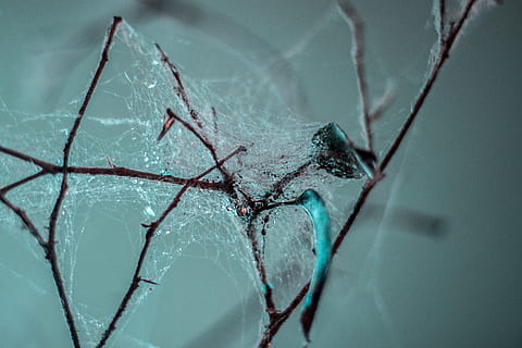 Spanien, Lanzarote, tæt på, gået i stykker, ingen mennesker, skrøbelighed, edderkop, ødelæggelse, arachnid, natur, sårbarhed, beskadiget, dyr, glas - materiale, revnet, fokus på forgrunden, leddyr, aggression, et dyr, sociale problemer, dyre temaer, Frosset, nedrevet, breaking, 5K, CC0, offentligt domæne, royaltyfrie