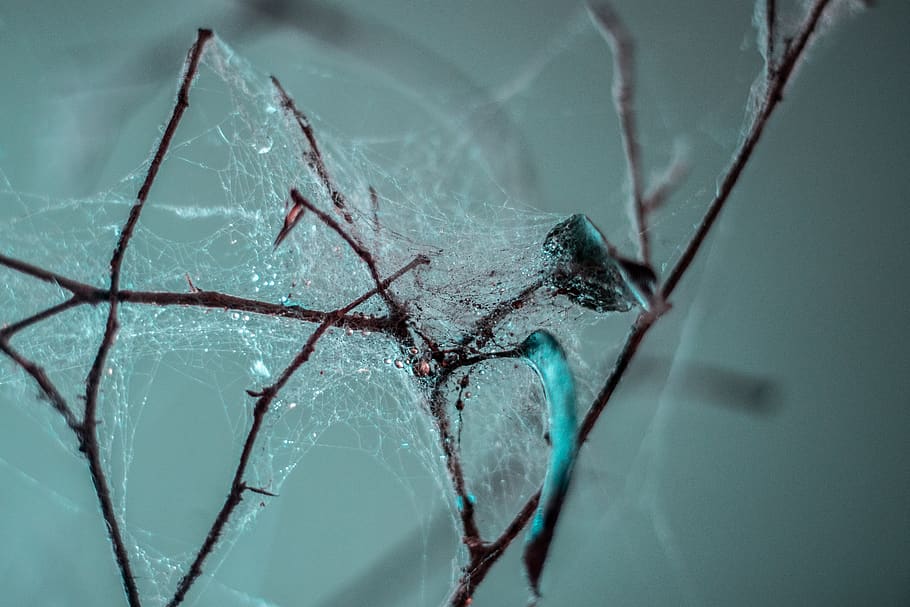 Spanien, Lanzarote, tæt på, gået i stykker, ingen mennesker, skrøbelighed, edderkop, ødelæggelse, arachnid, natur, sårbarhed, beskadiget, dyr, glas - materiale, revnet, fokus på forgrunden, leddyr, aggression, et dyr, sociale problemer, dyre temaer, Frosset, nedrevet, breaking, 5K